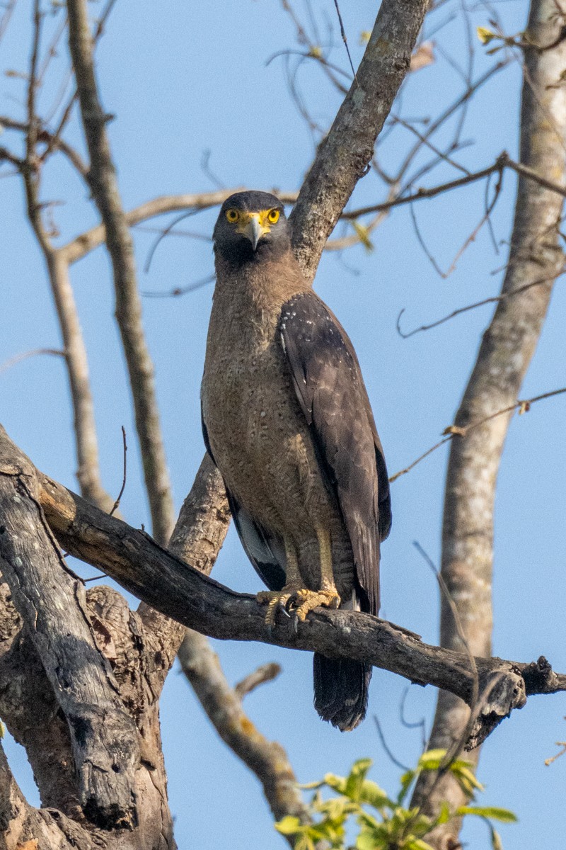 Crested Serpent-Eagle - ML620161487