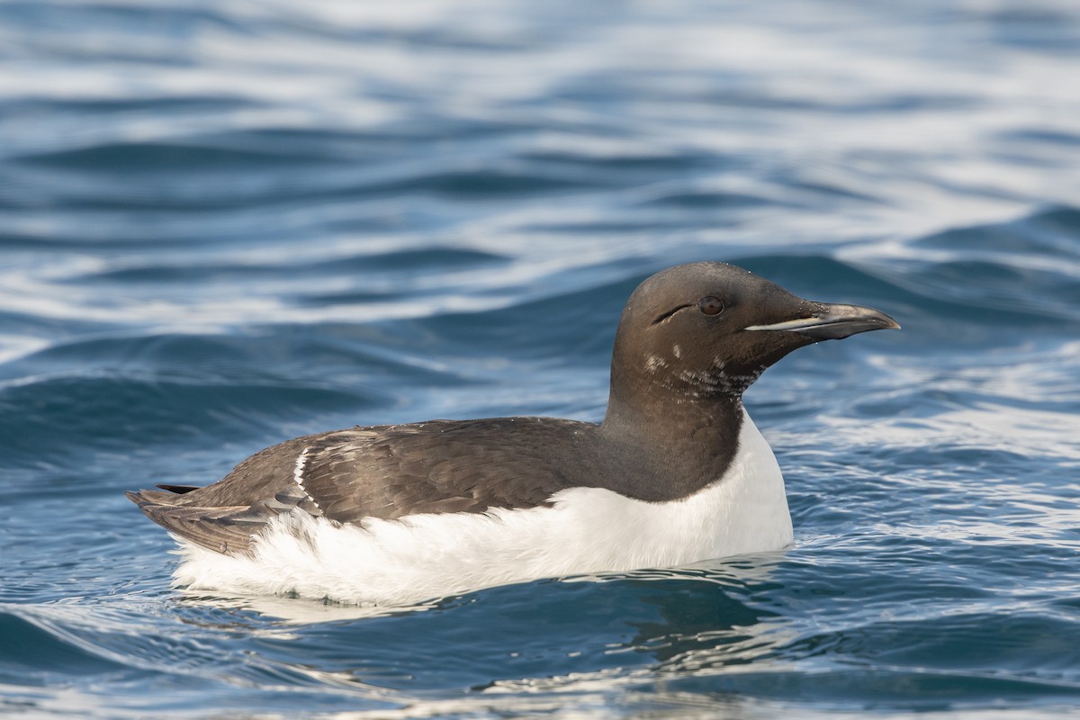 Thick-billed Murre - ML620161500