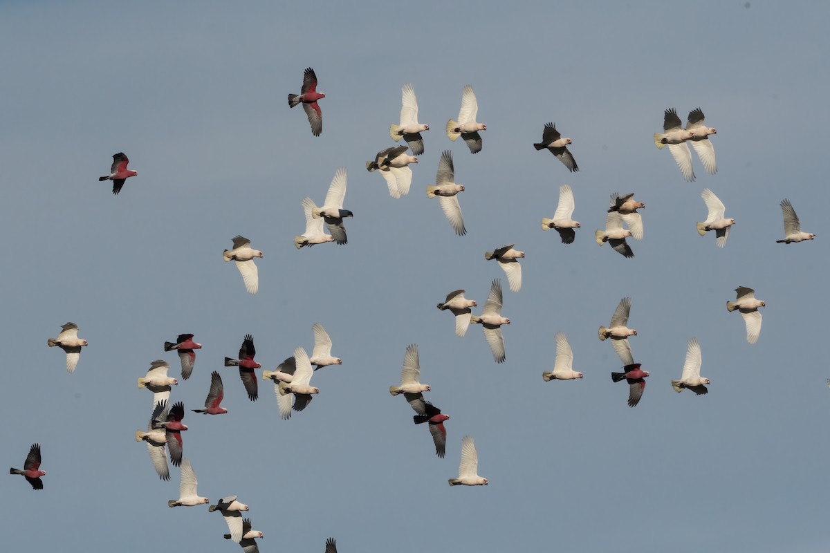 Long-billed Corella - ML620161504