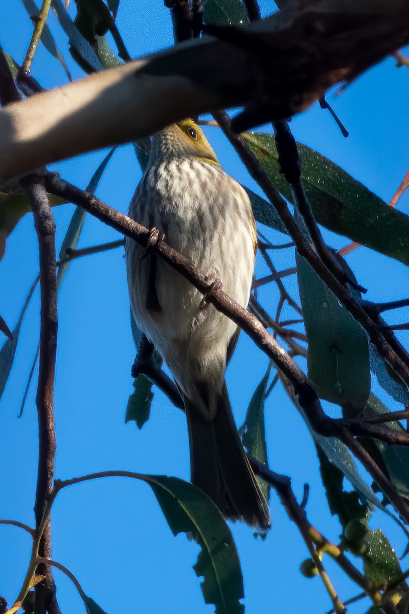 Yellow-plumed Honeyeater - Anthony Sokol