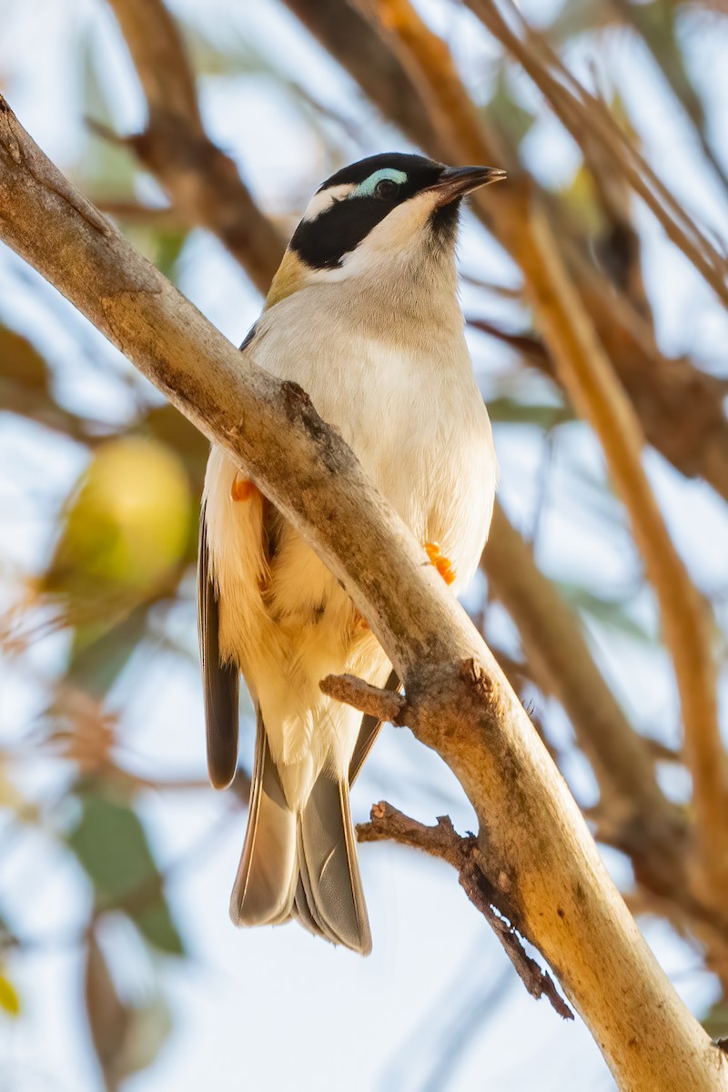 Black-chinned Honeyeater - Anthony Sokol