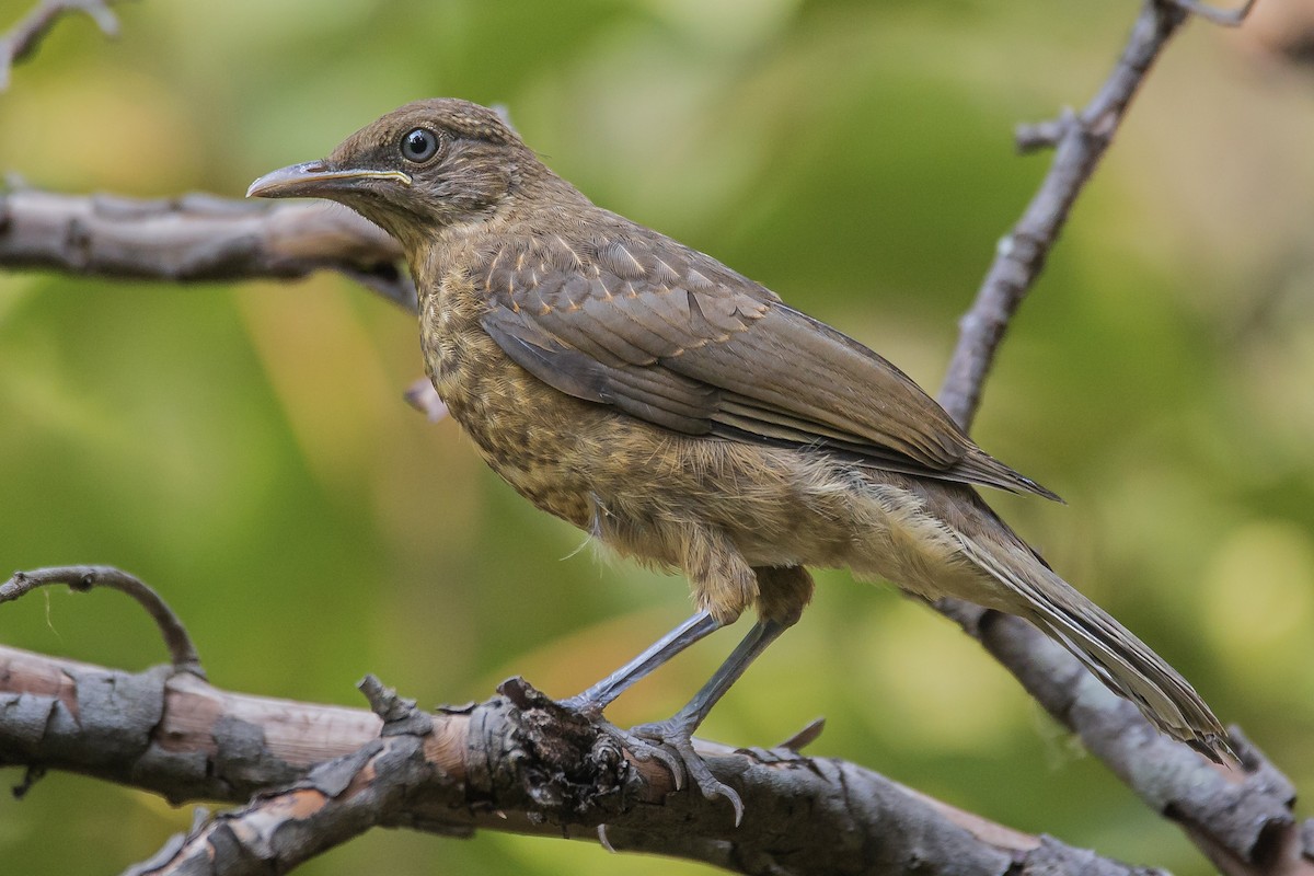 Clay-colored Thrush - ML620161537