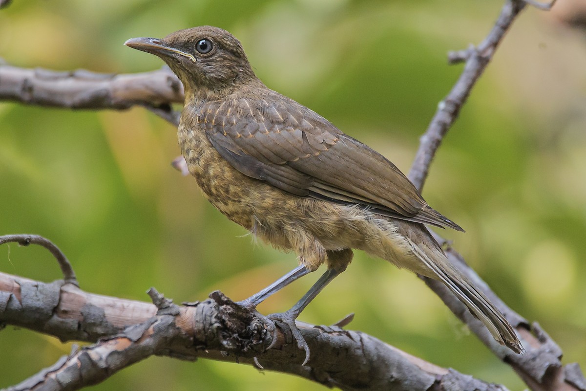 Clay-colored Thrush - Enrique Mejía