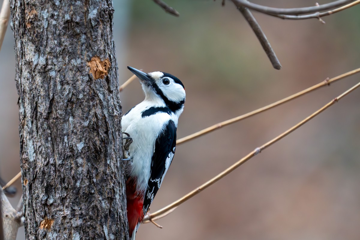 White-backed Woodpecker - ML620161541