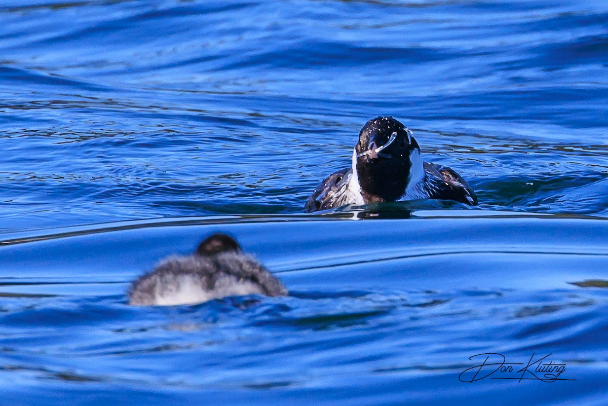 Ancient Murrelet - Denise Turley