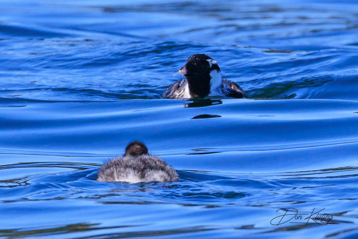 Ancient Murrelet - ML620161544