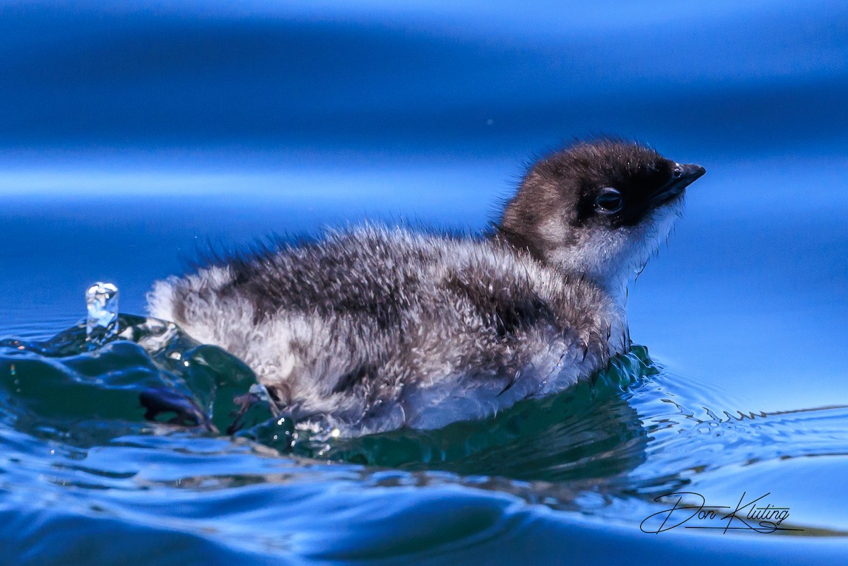 Ancient Murrelet - ML620161550