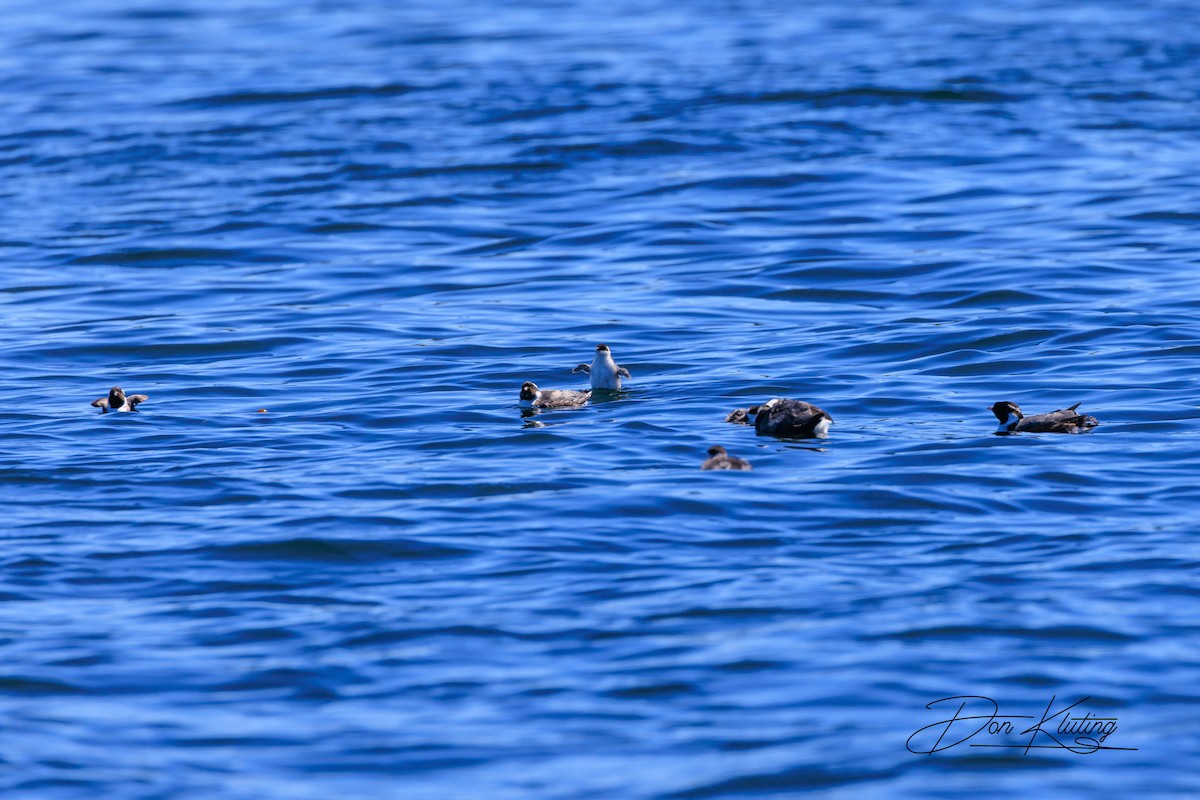 Ancient Murrelet - ML620161557