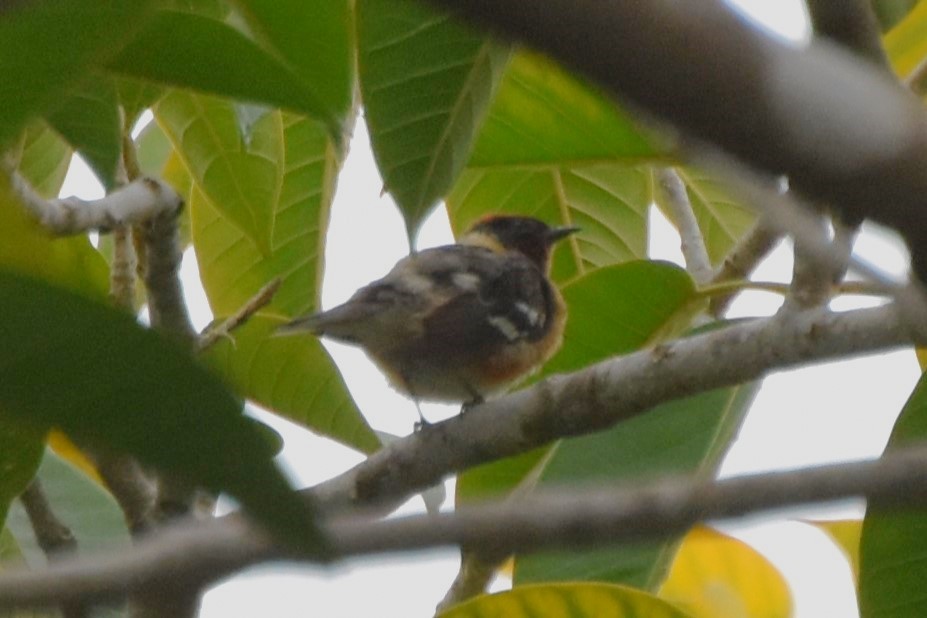 Bay-breasted Warbler - ML620161567