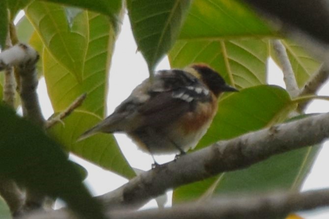 Bay-breasted Warbler - ML620161568