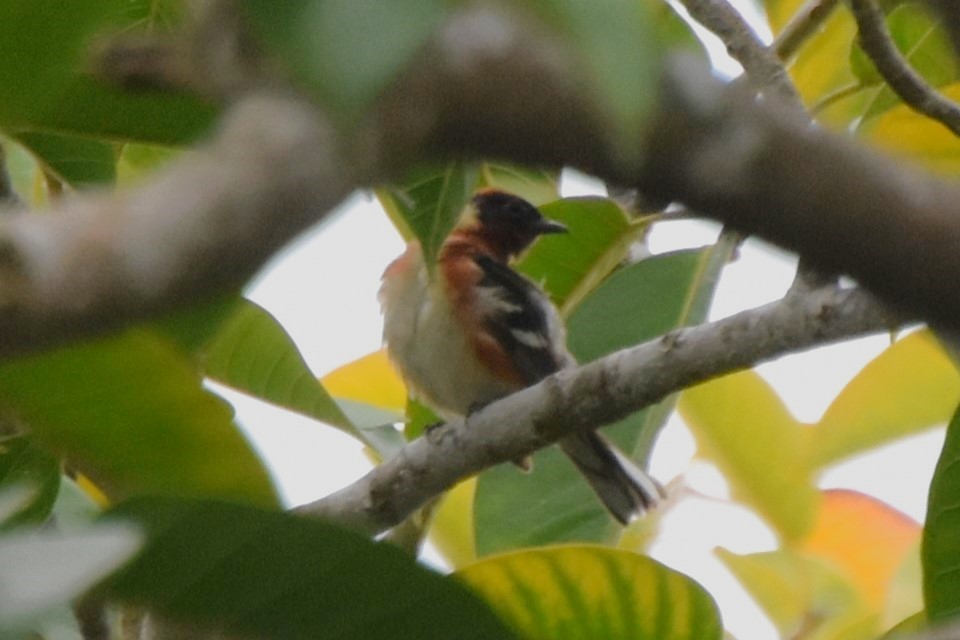 Bay-breasted Warbler - ML620161569