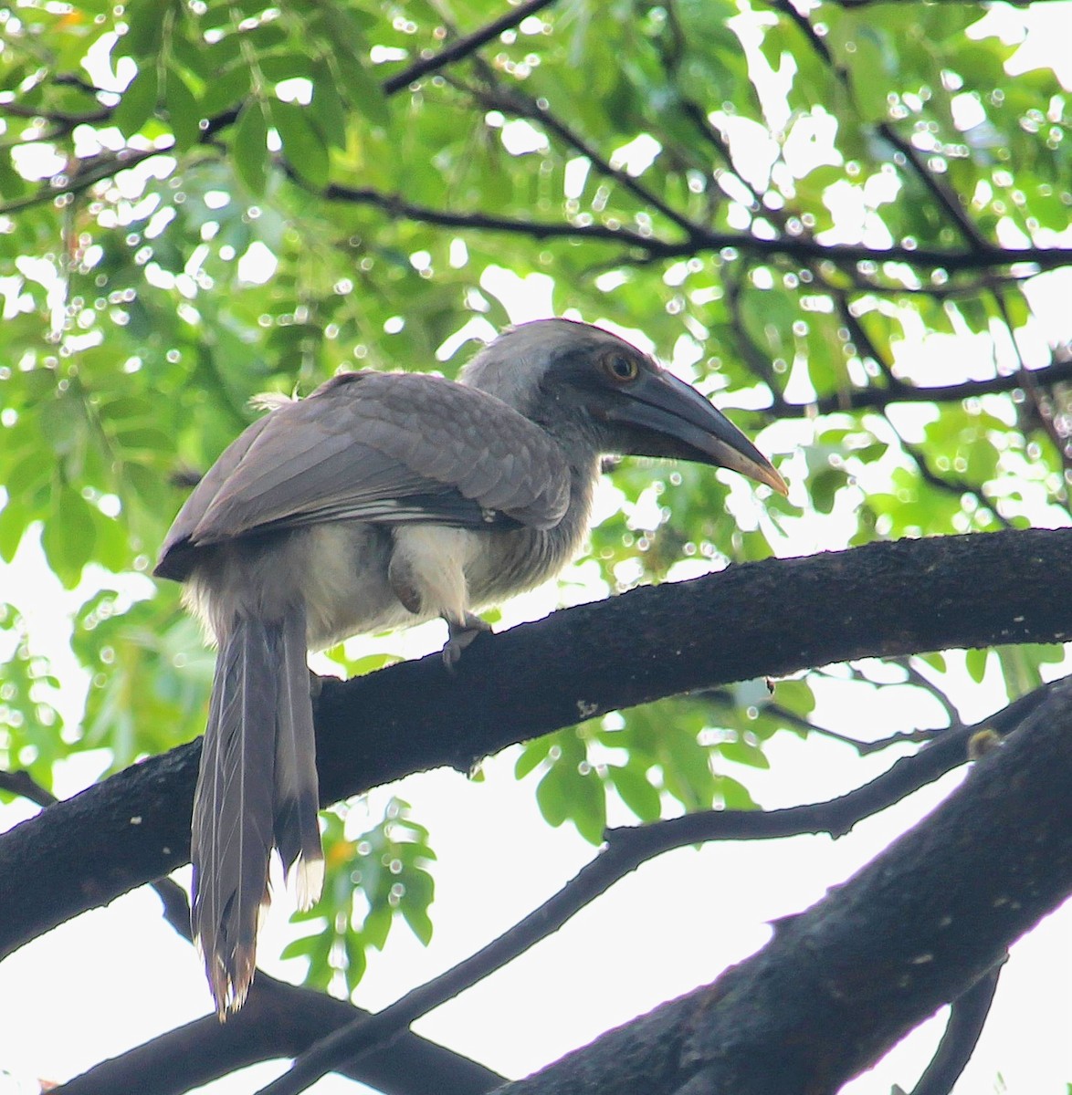 Indian Gray Hornbill - ML620161587