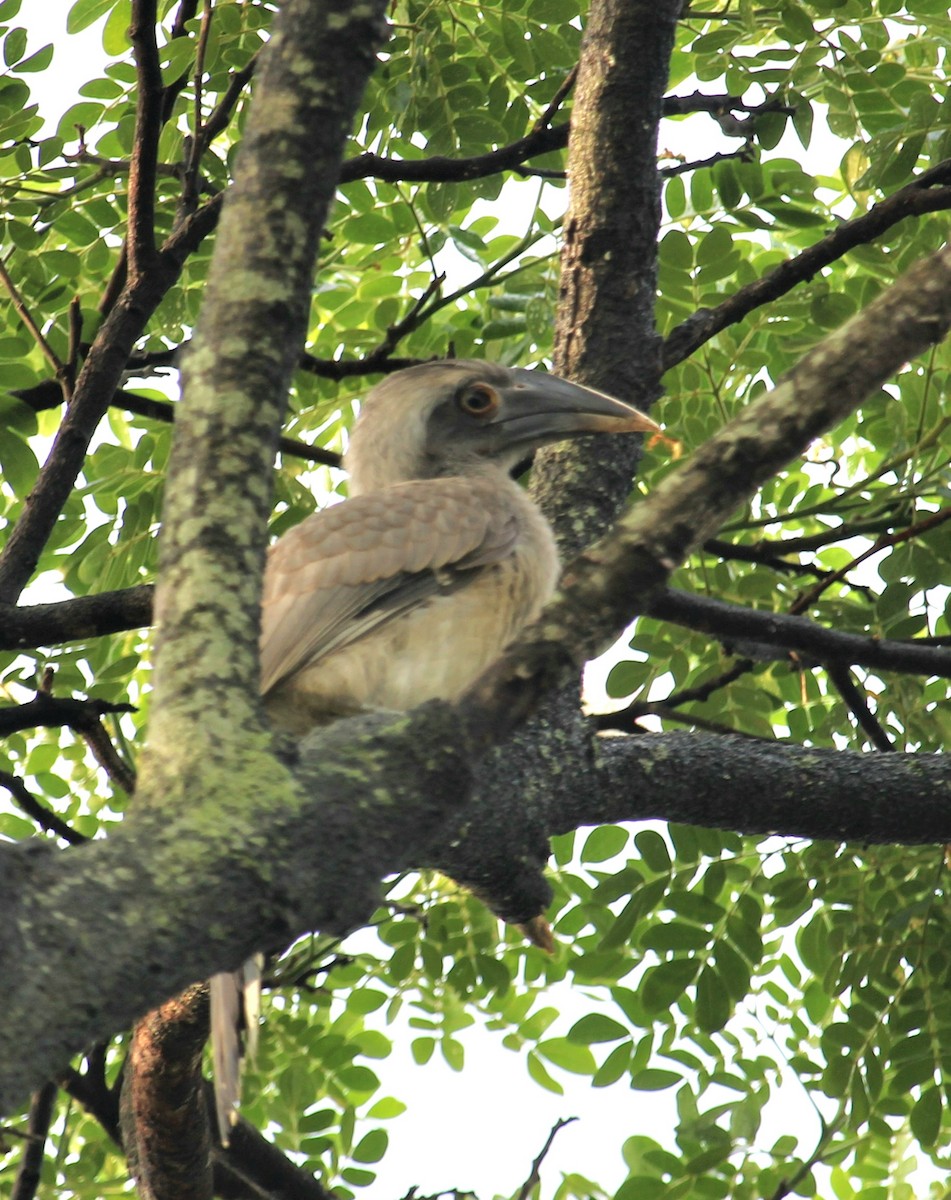 Indian Gray Hornbill - ML620161588