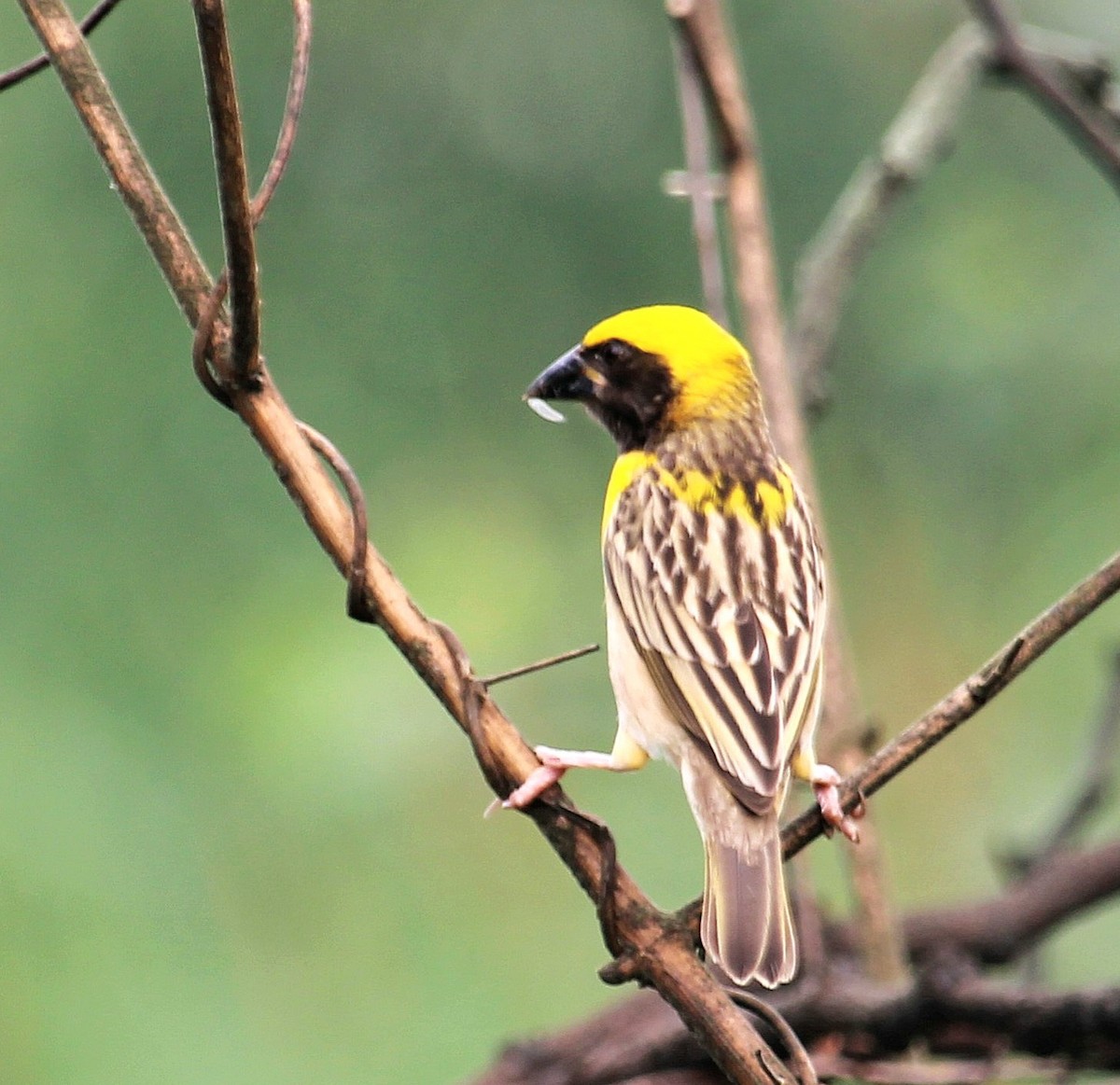 Baya Weaver - ML620161609