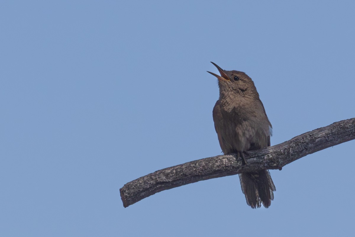 House Wren - ML620161638