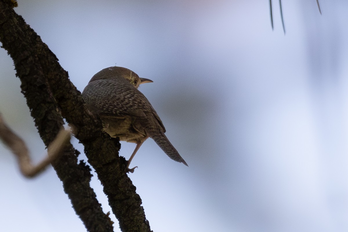 House Wren - ML620161639