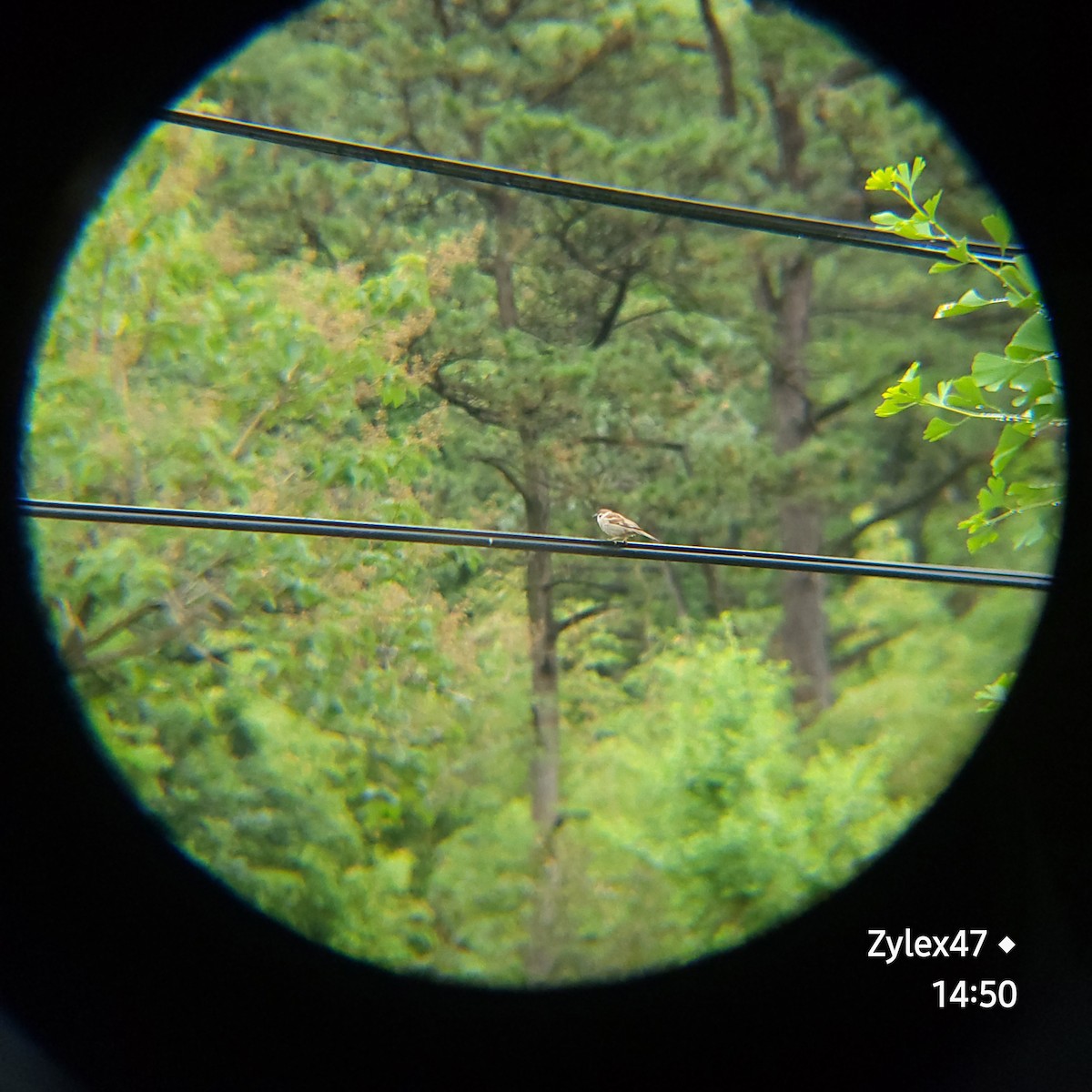Eurasian Tree Sparrow - ML620161643