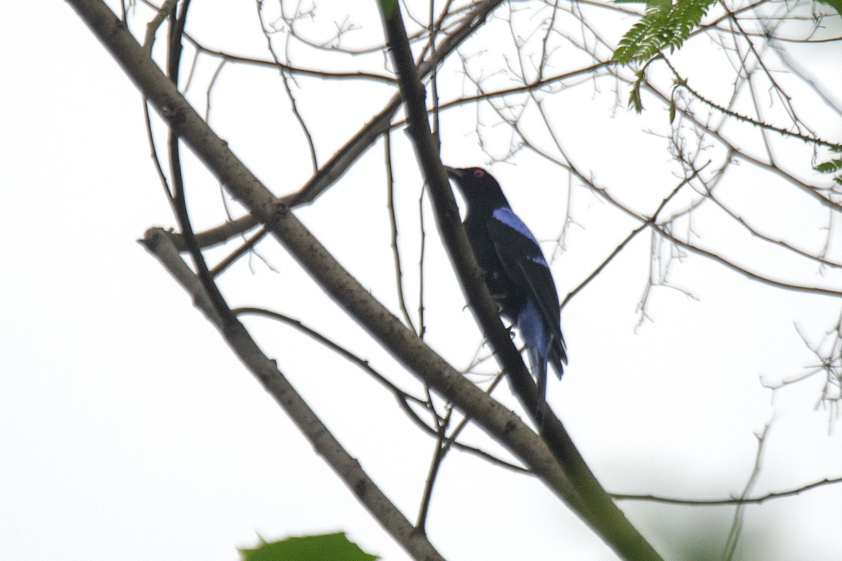 Asian Fairy-bluebird - ML620161652