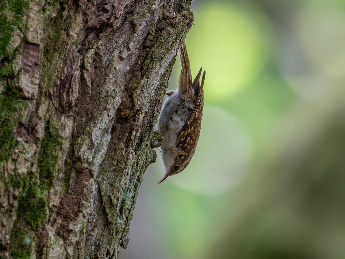 Eurasian Treecreeper - ML620161680