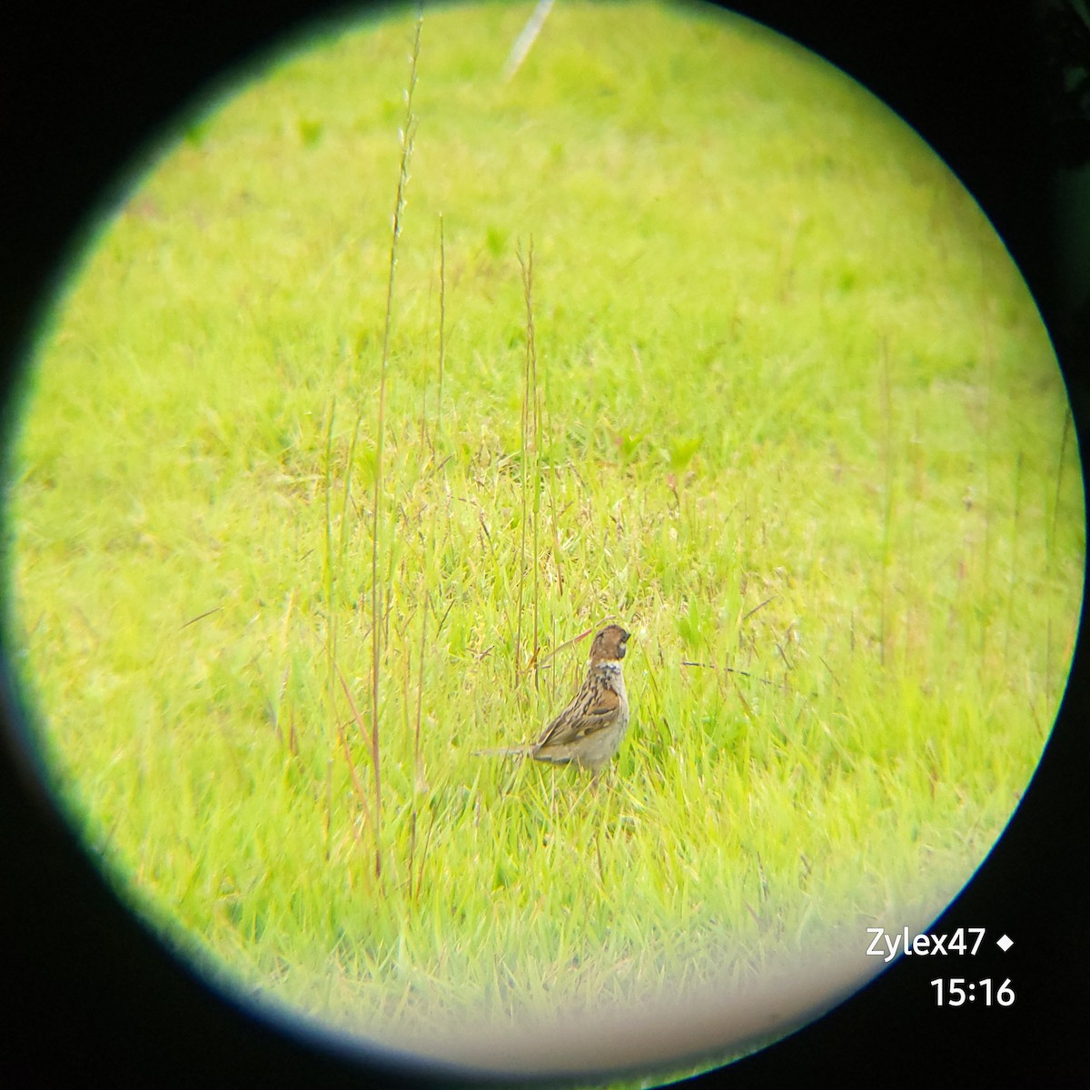 Eurasian Tree Sparrow - ML620161688
