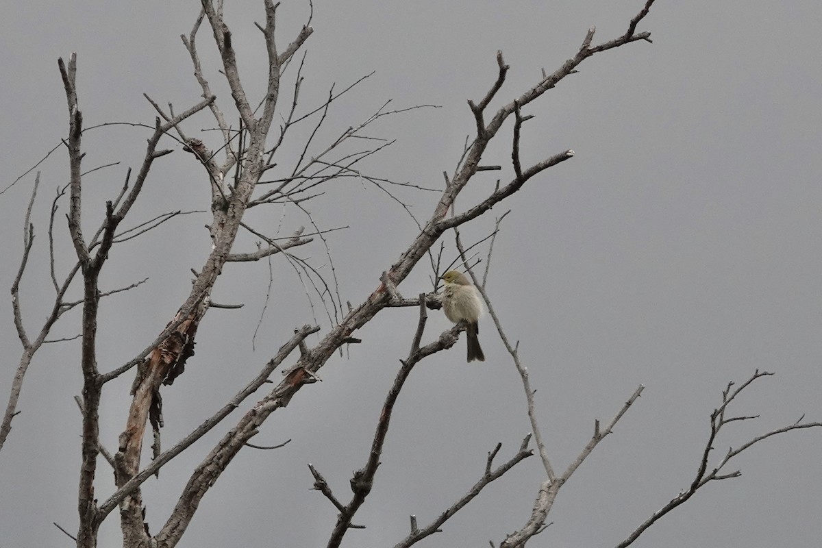 White-plumed Honeyeater - ML620161690