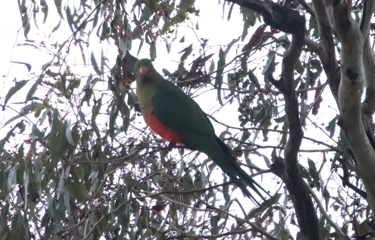 Avustralya Kral Papağanı - ML620161699