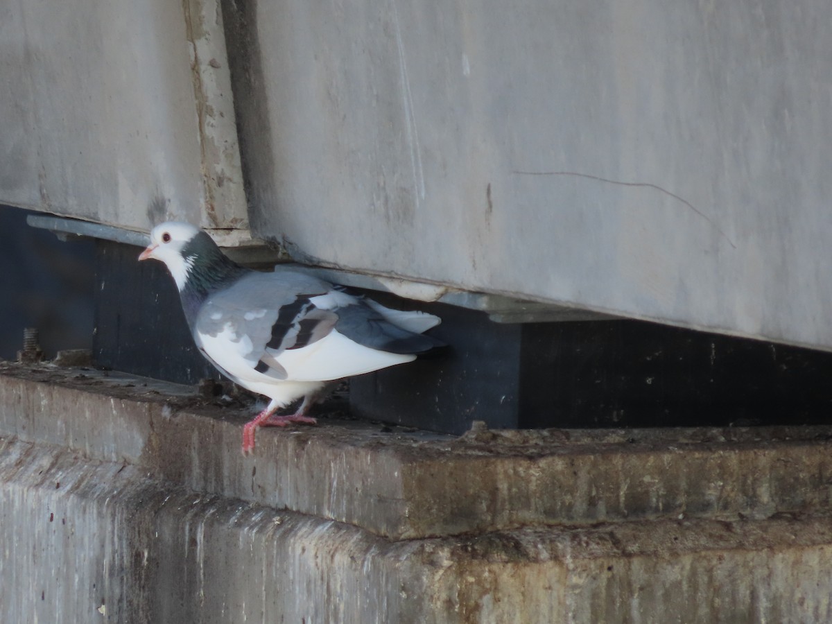 Rock Pigeon (Feral Pigeon) - ML620161700