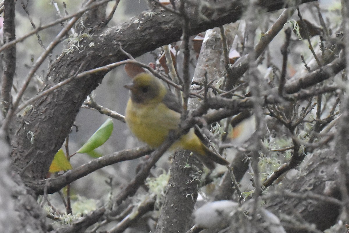 Western Tanager - ML620161722