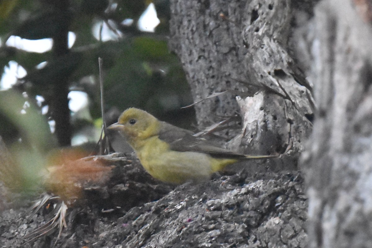 Western Tanager - ML620161723