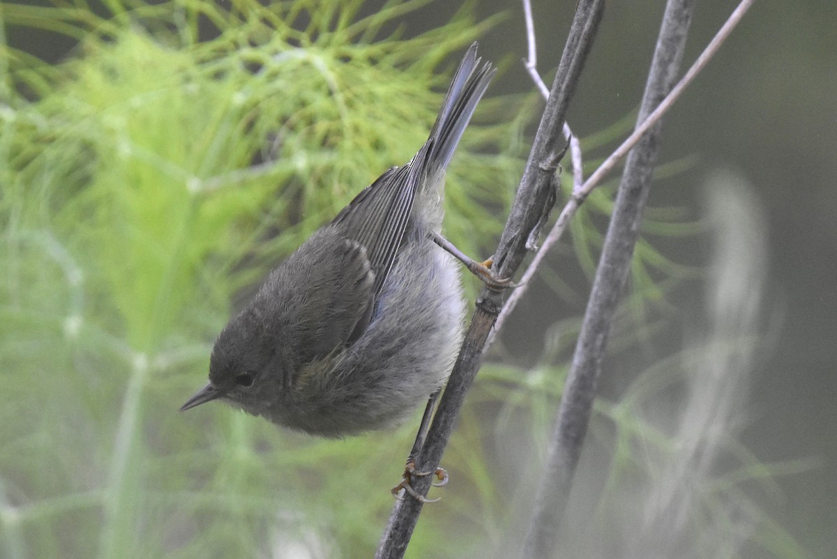 Orange-crowned Warbler - ML620161726