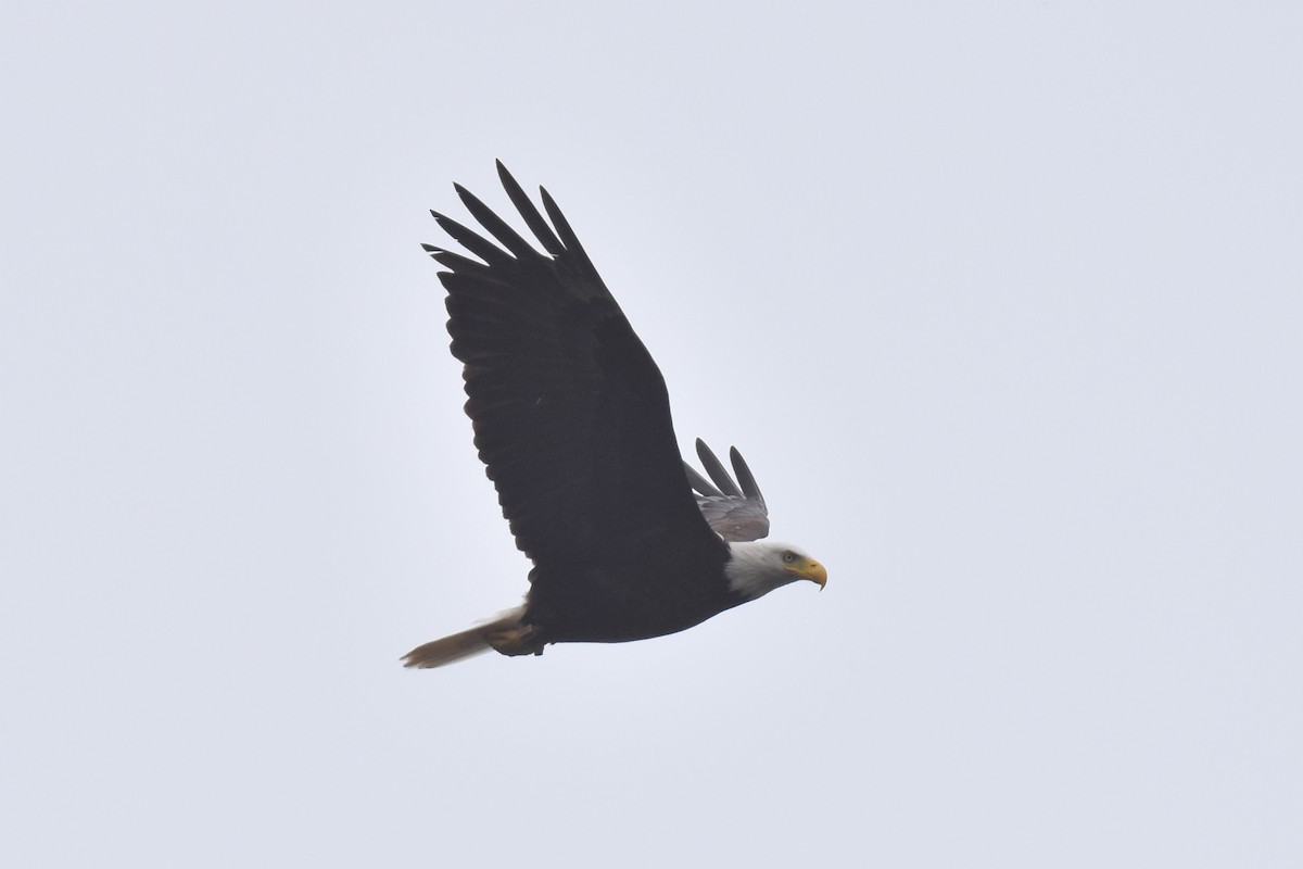 Bald Eagle - ML620161736