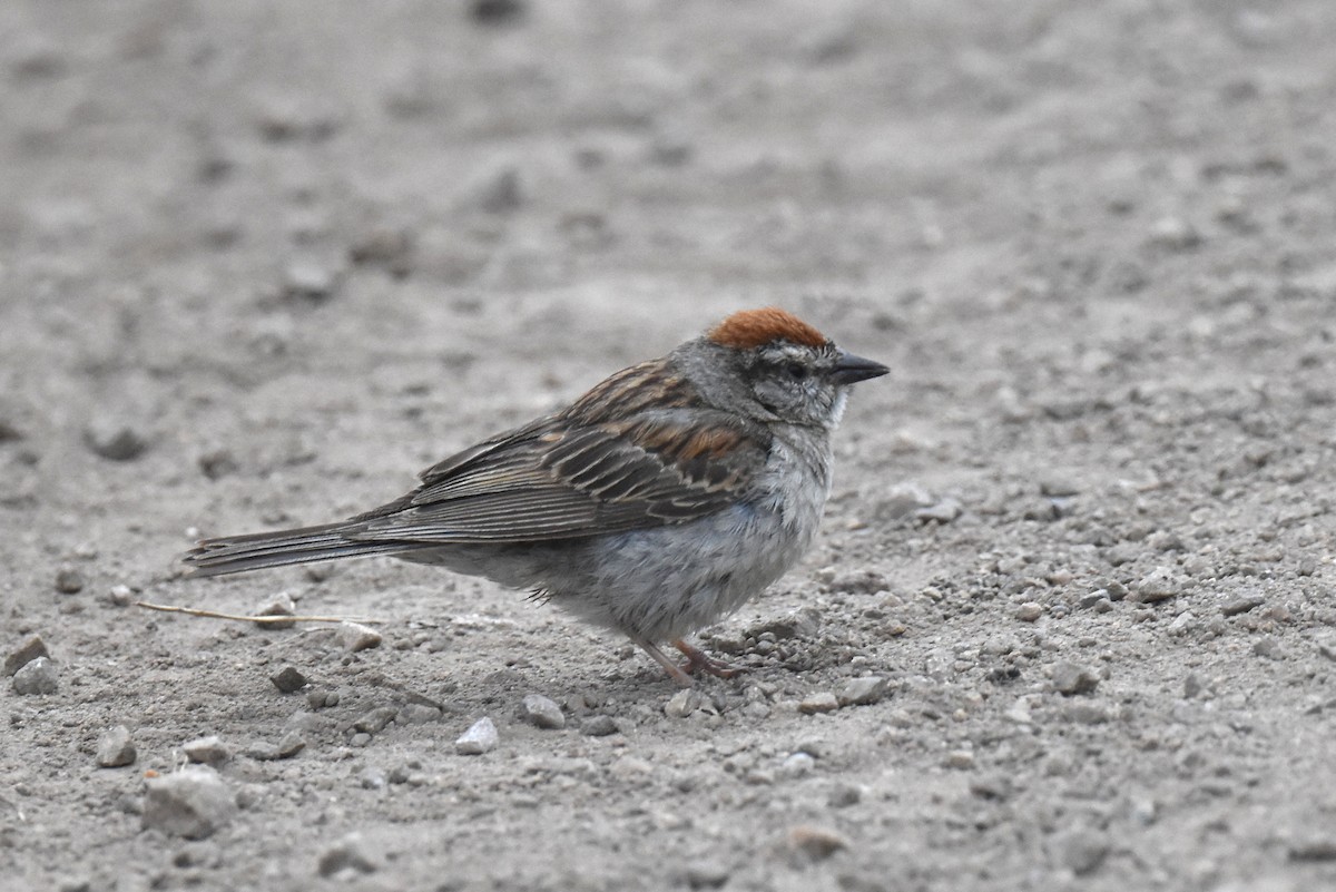 Chipping Sparrow - ML620161740