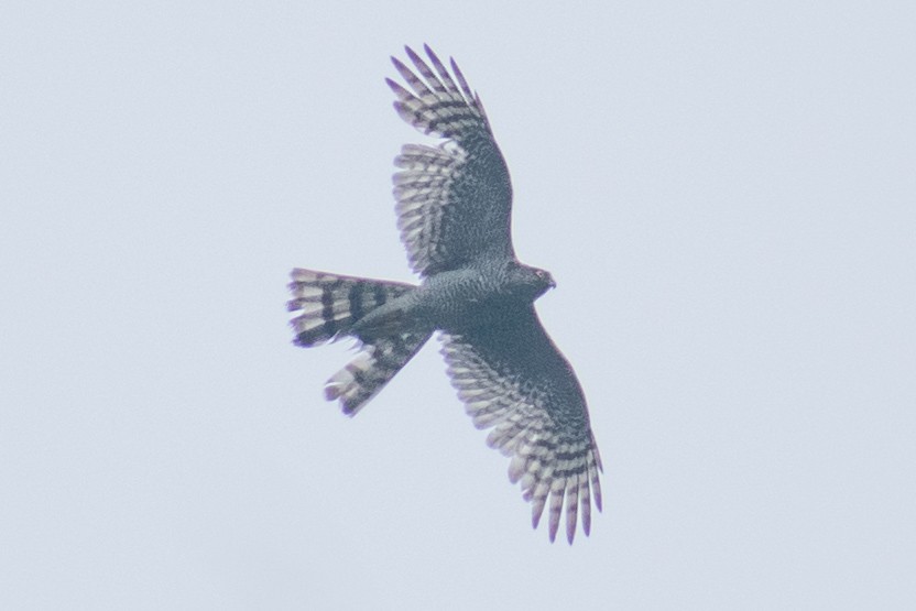Eurasian Sparrowhawk - ML620161747