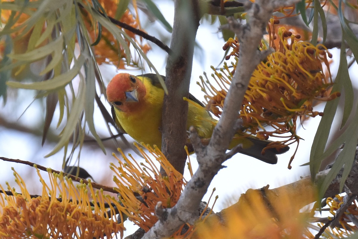 Western Tanager - ML620161750