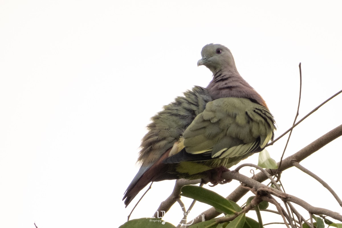 Pink-necked Green-Pigeon - ML620161751