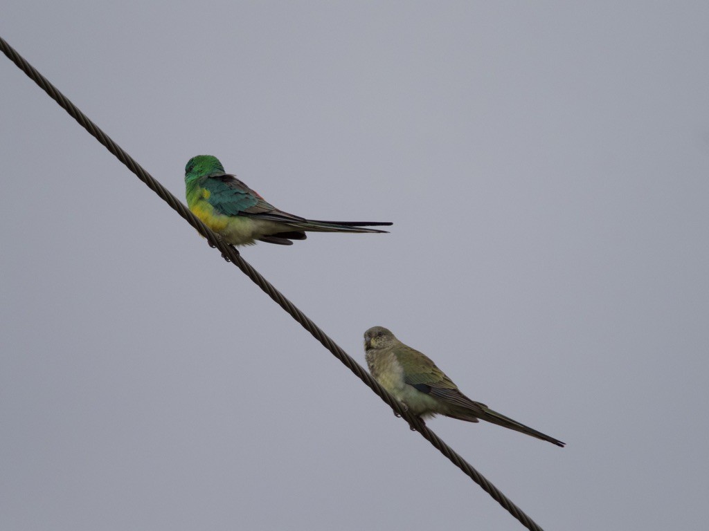 Red-rumped Parrot - ML620161752