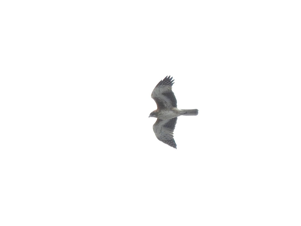Австралийский орёл-карлик - ML620161757