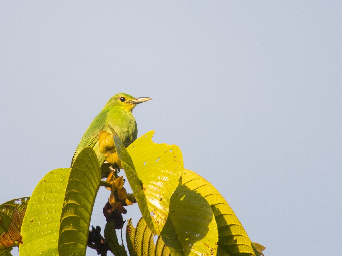 Philippine Leafbird - ML620161758