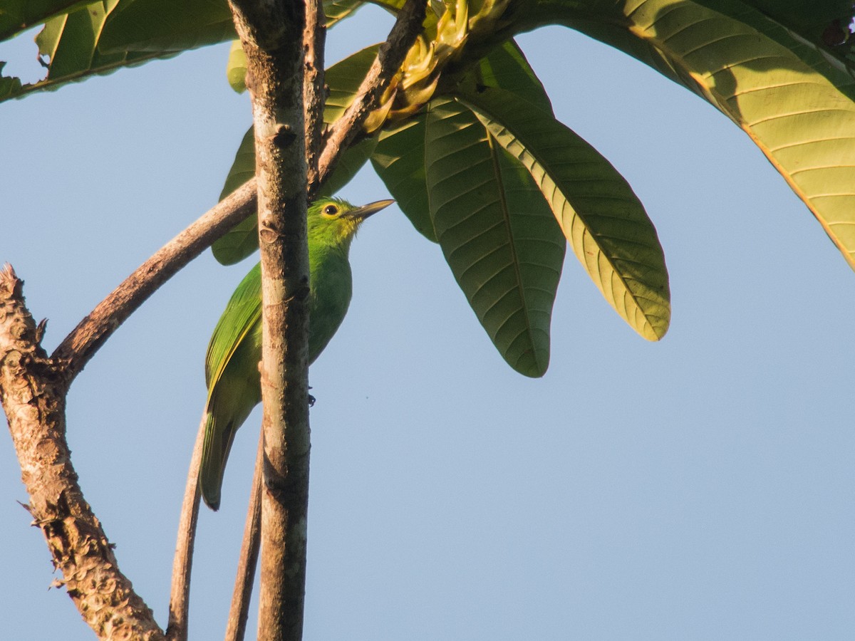 Philippinenblattvogel - ML620161759