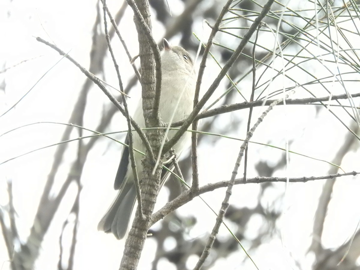 Golden Whistler - ML620161762