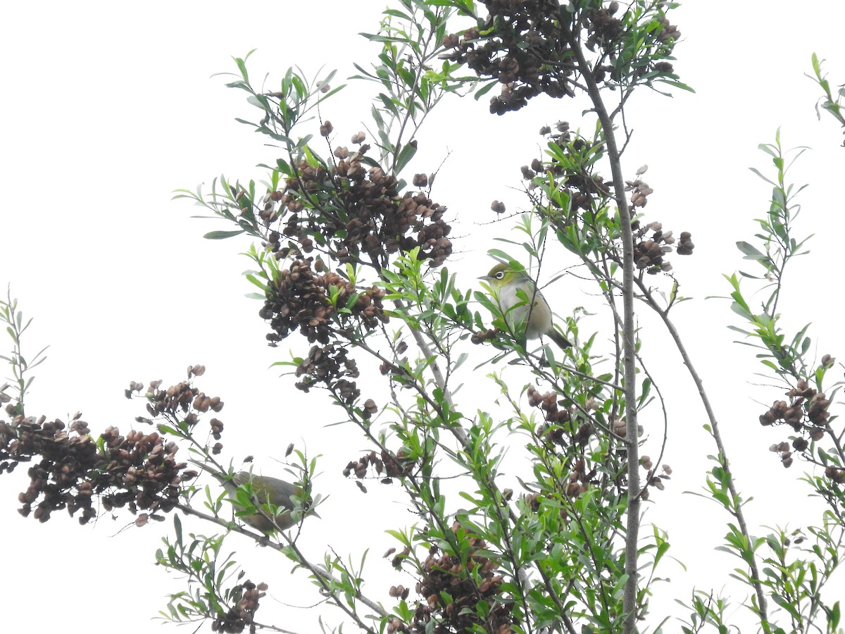 Graumantel-Brillenvogel - ML620161769