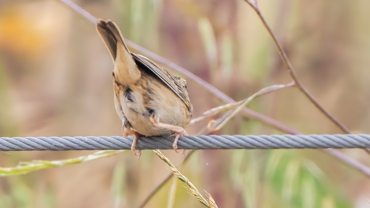 Grasshopper Sparrow - ML620161774