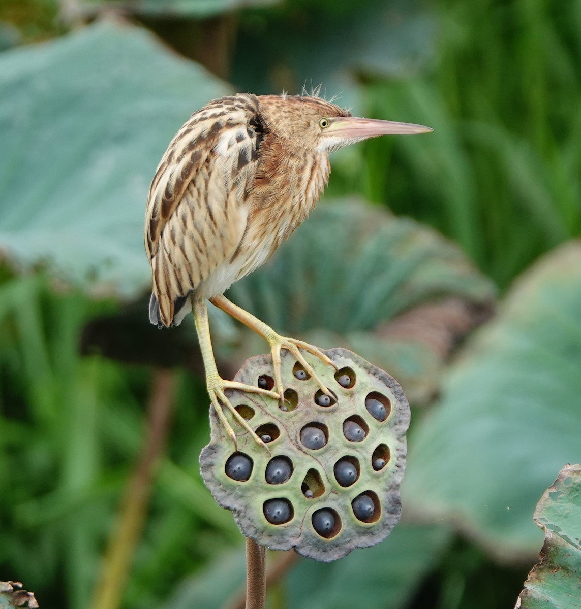 Yellow Bittern - ML620161786