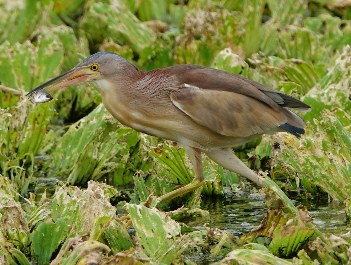 Yellow Bittern - ML620161789