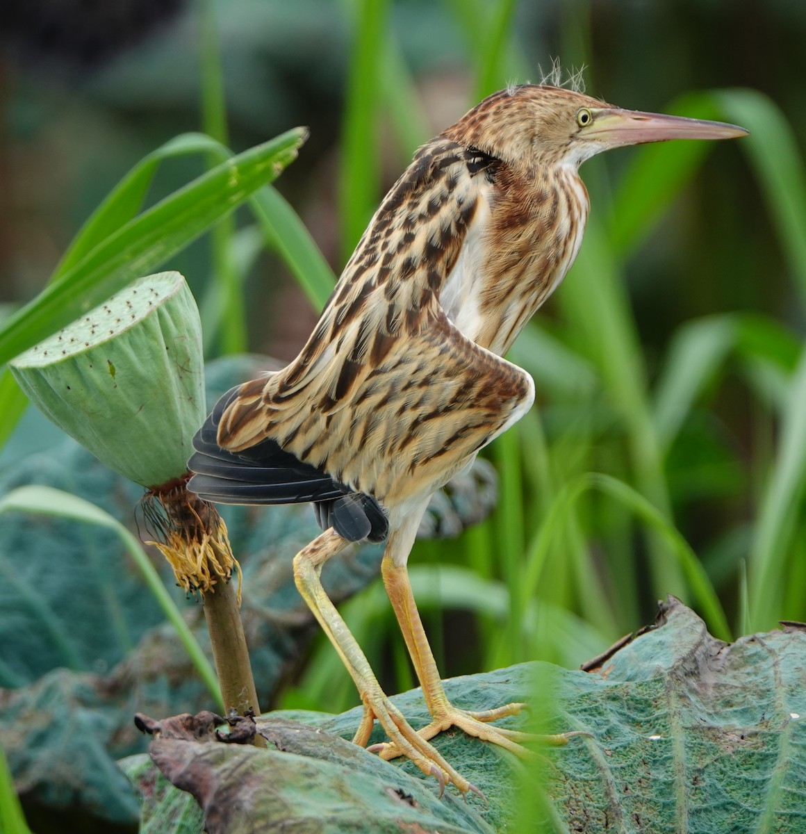 Yellow Bittern - ML620161792