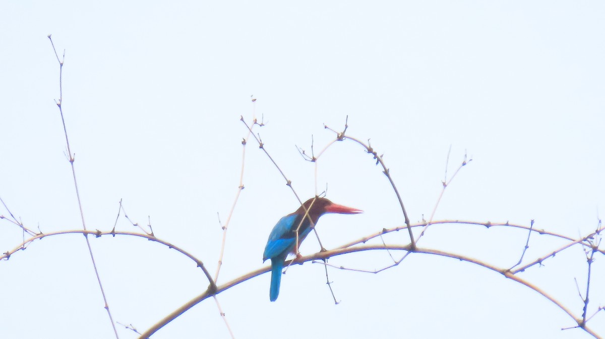 Brown-breasted Kingfisher - ML620161810