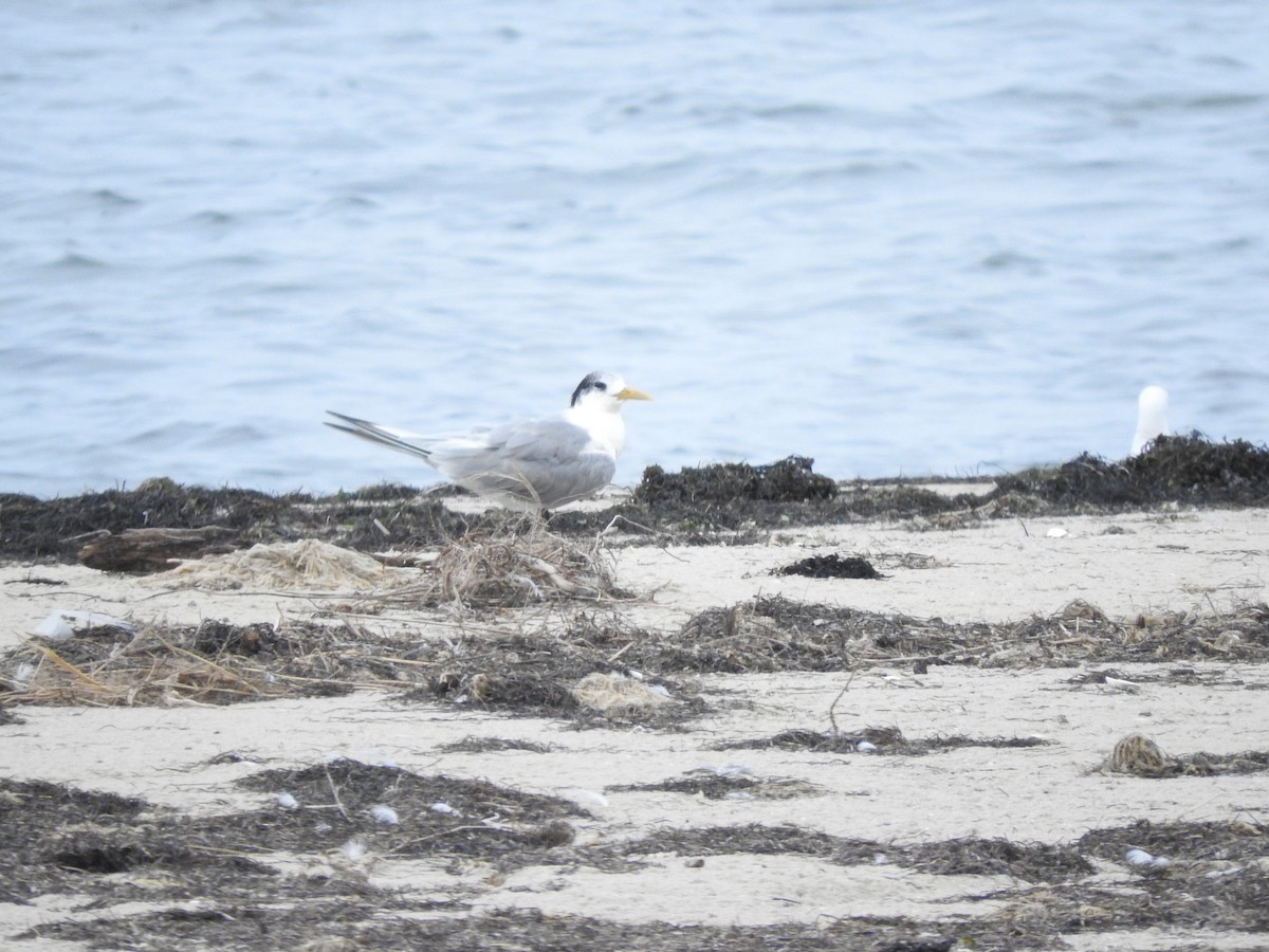 Great Crested Tern - ML620161812