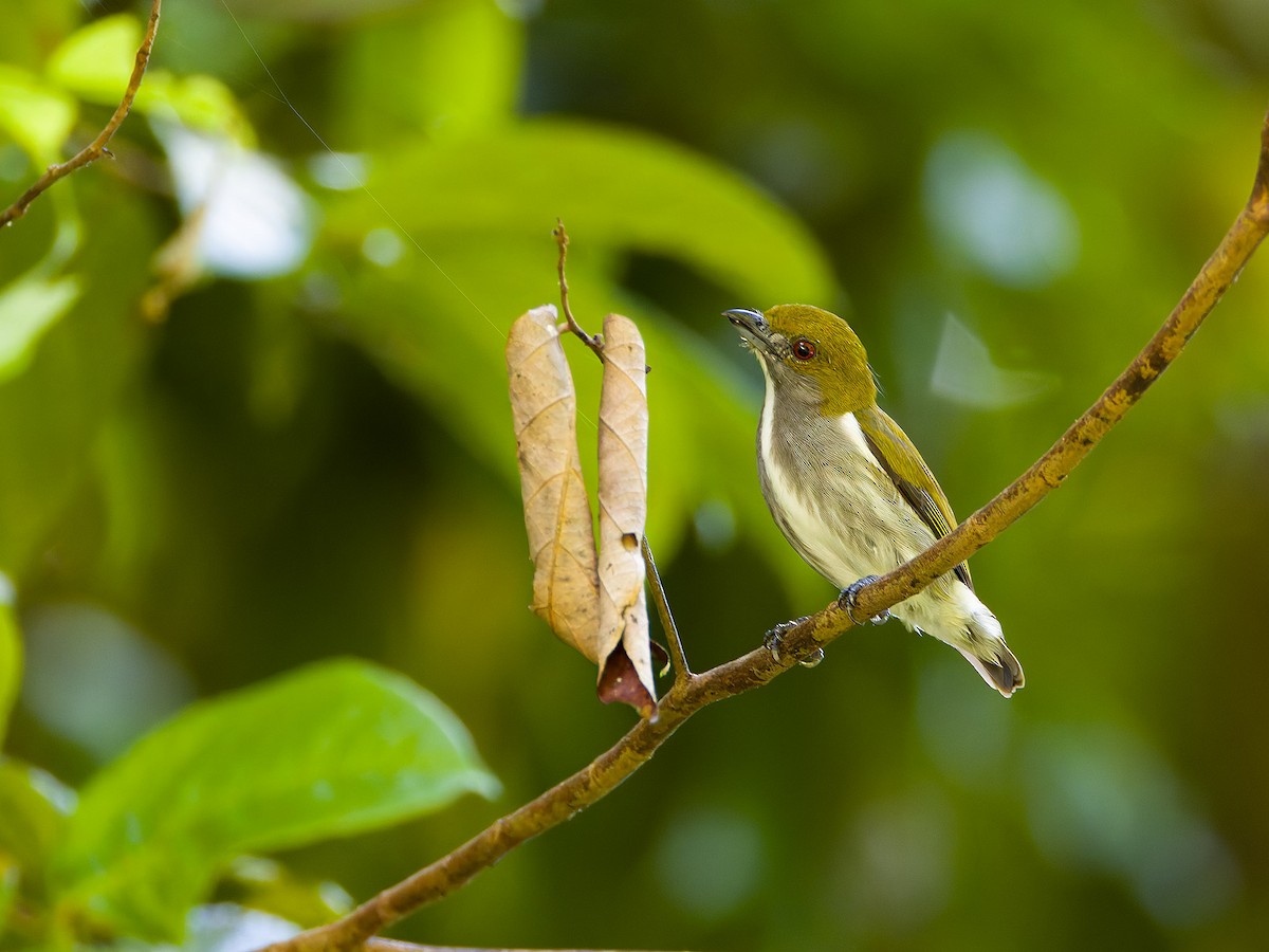 Olive-backed Flowerpecker - ML620161816