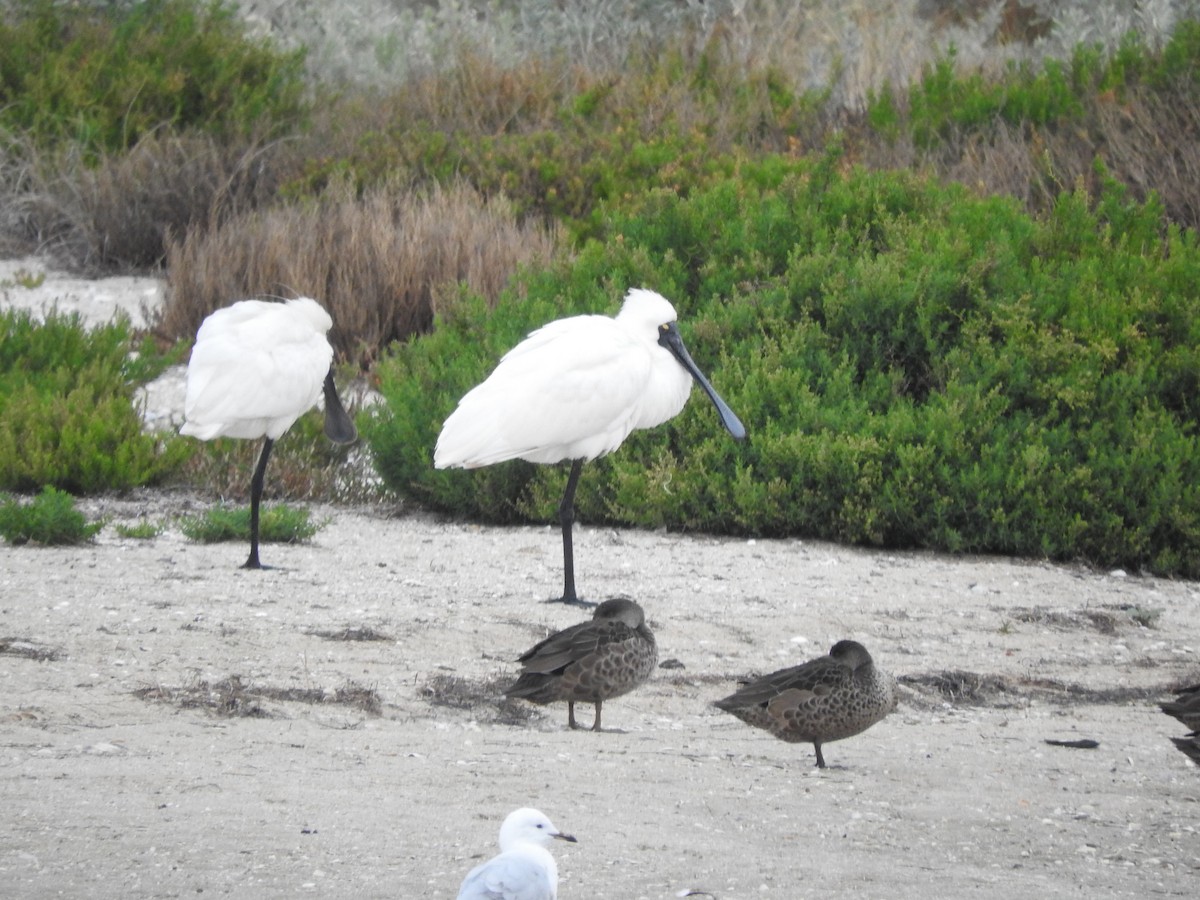 Royal Spoonbill - ML620161820