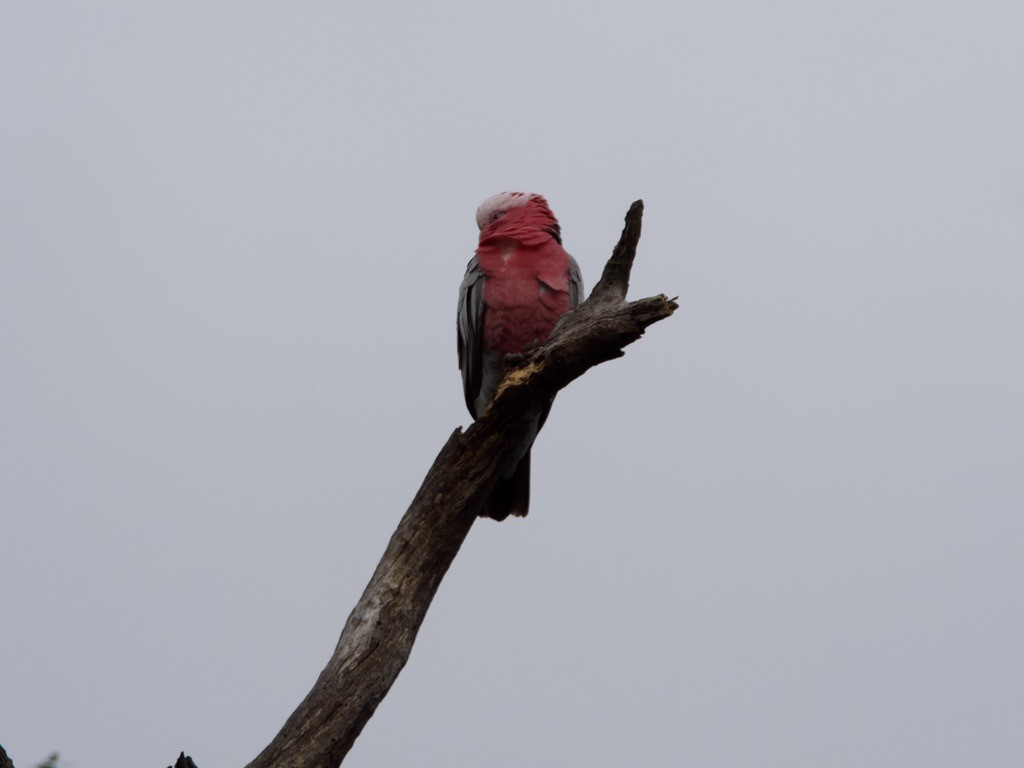 kakadu růžový - ML620161824